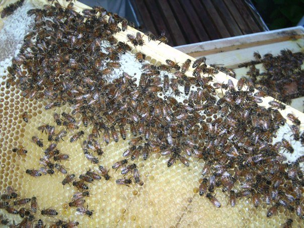 Bees on a box honeycomb